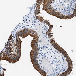 Syntaxin-BP2 Antibody, Novus Biologicals:Antibodies:Primary Antibodies